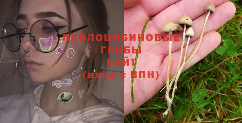 Галлюциногенные грибы Magic Shrooms  Константиновск 